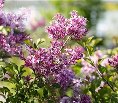 Syringa meyeri 'Palibin' Syringa meyeri 'Palibin'