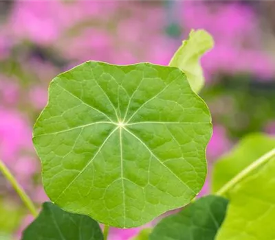Tropaeolum majus