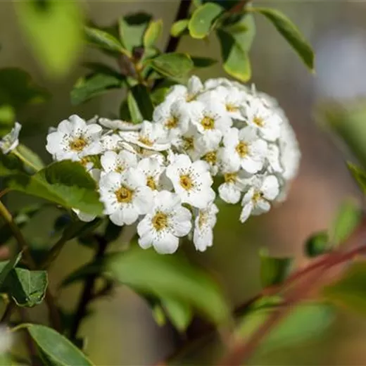 Spiraea vanhouttei Spiraea vanhouttei