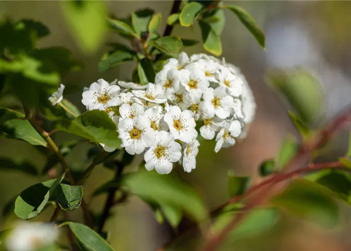 Spiraea vanhouttei