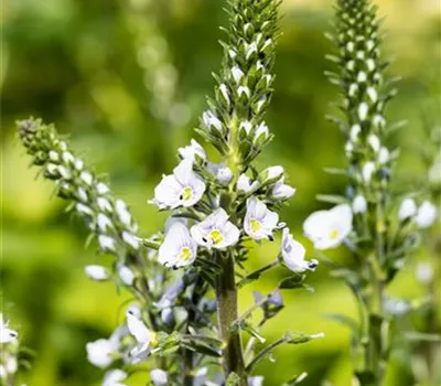 Veronica gentianoides