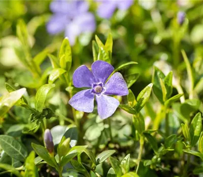 Vinca minor 'Marie' -R-