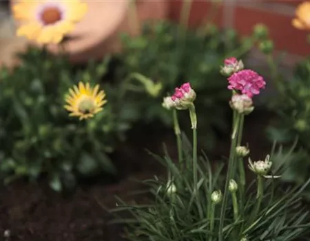 Strandgrasnelke - Einpflanzen im Garten