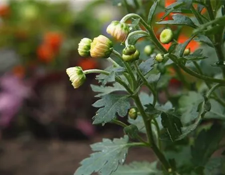 Chrysanthemen - Einpflanzen im Garten