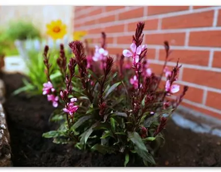 Prachtkerze – Einpflanzen im Garten