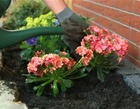 Gewöhnliche Bitterwurz - Einpflanzen im Garten