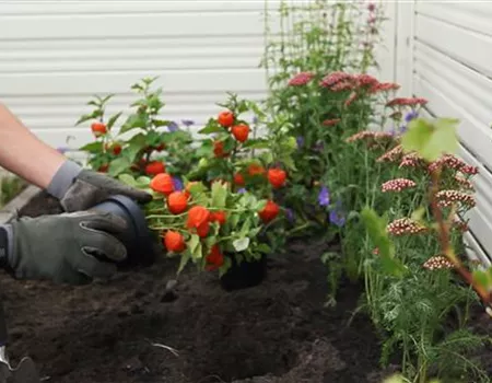 Physalis - Einpflanzen im Garten