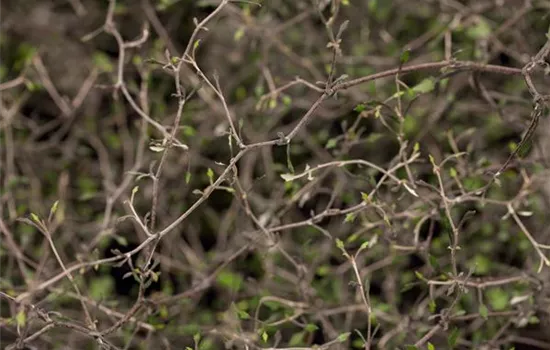 Der Zickzackstrauch – dekorativer Allrounder für Garten und Wohnung Der Zickzackstrauch – dekorativer Allrounder für Garten und Wohnung