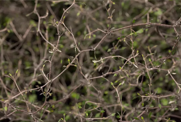 Corokia cotoneaster
