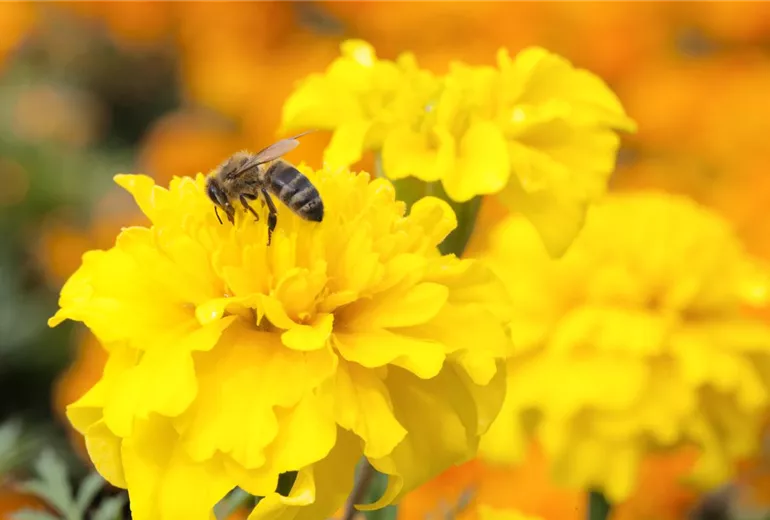 Tagetes patula