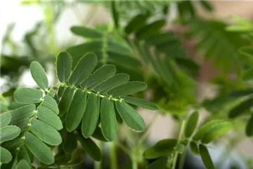 Mimosen, die sensiblen Geschöpfe der Pflanzenwelt