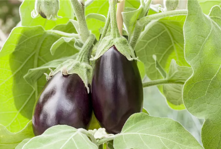 Solanum melongena Solanum melongena