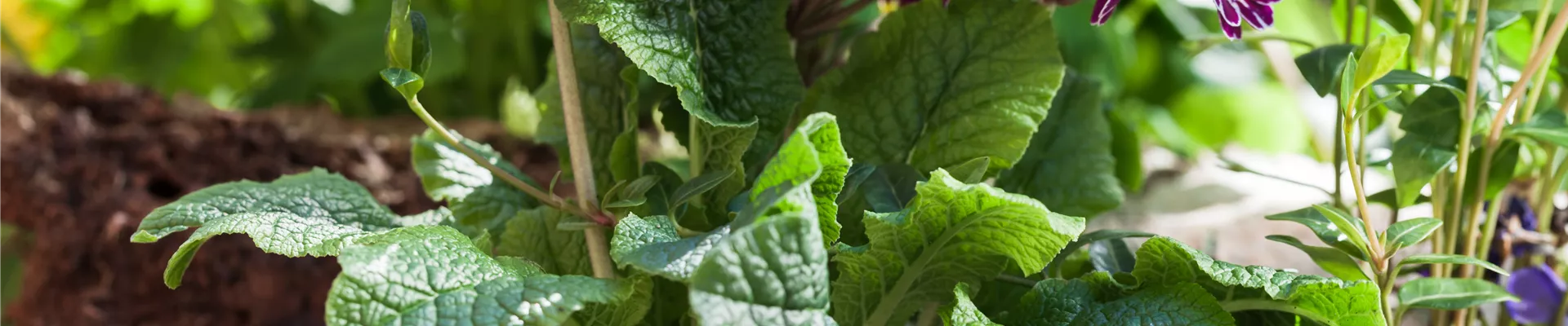 Primula elatior Primula elatior