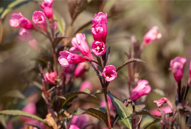 Weigela florida 'Victoria'