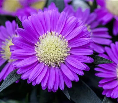 Astern – Die Stars in Ihrem Garten Astern – Die Stars in Ihrem Garten