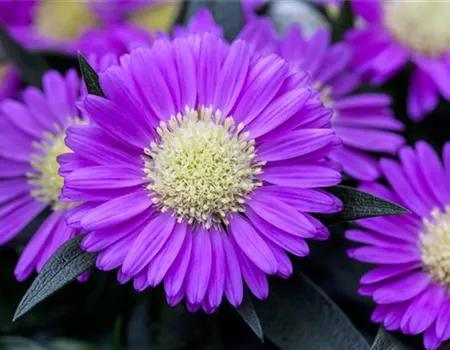 Astern – Die Stars in Ihrem Garten