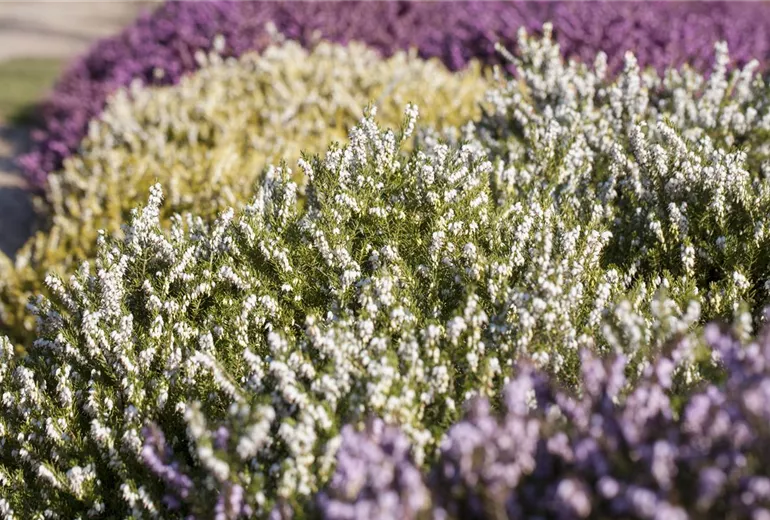 Erica darleyensis 'White Perfection' Erica darleyensis 'White Perfection'