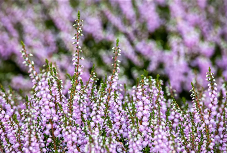Calluna vulgaris 'County Wicklow' Calluna vulgaris 'County Wicklow'
