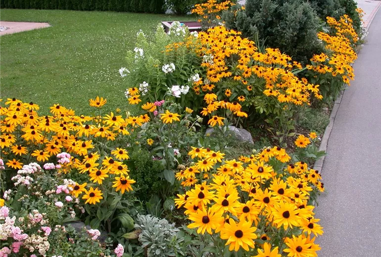 Rudbeckia Rudbeckia