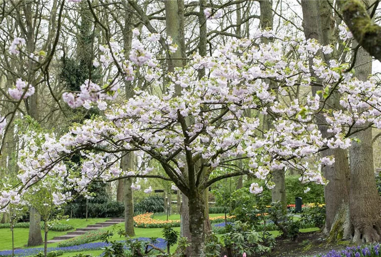 Prunus serrulata 'Beni-Yutaka' Prunus serrulata 'Beni-Yutaka'