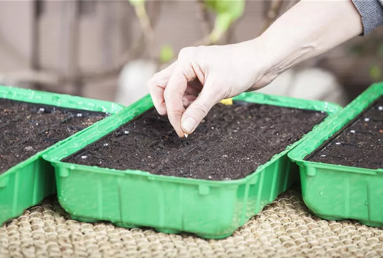 Anzuchtschale, Zucchinisamen setzen Anzuchtschale, Zucchinisamen setzen