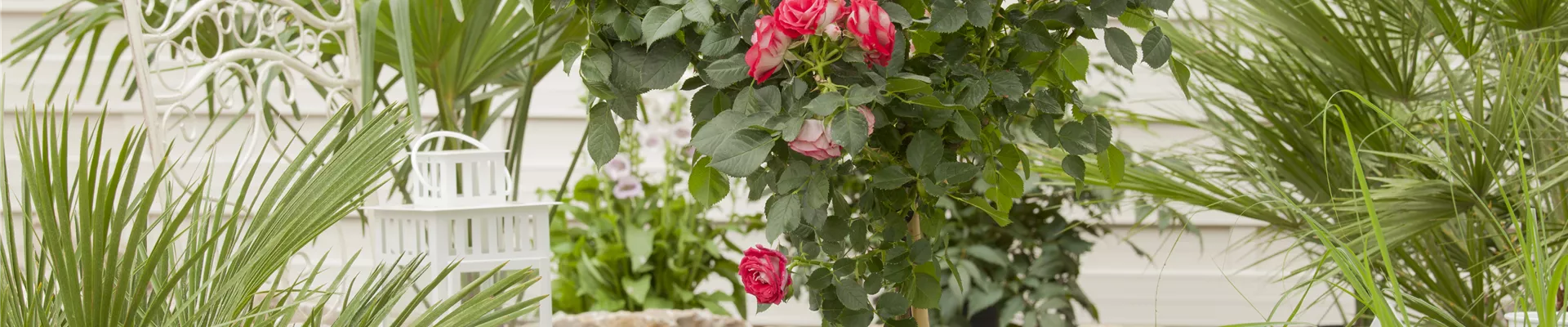 Rosa, Stamm Rosa, Stamm