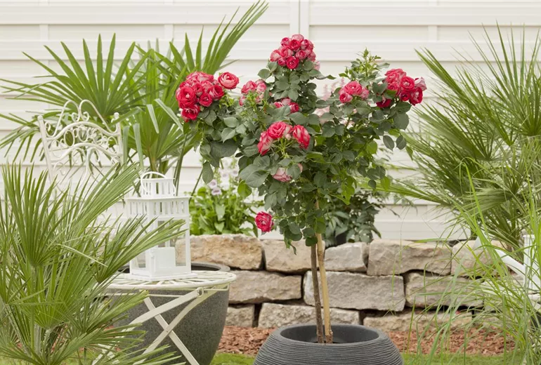 Rosa, Stamm