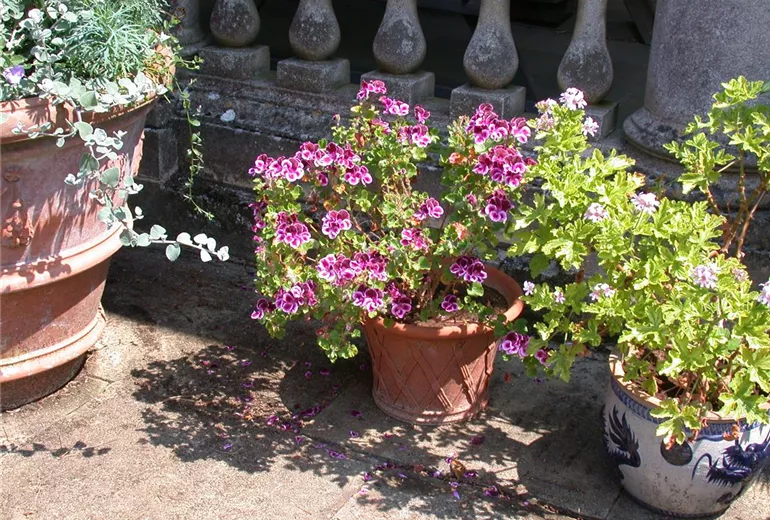Pelargonium crispum Pelargonium crispum