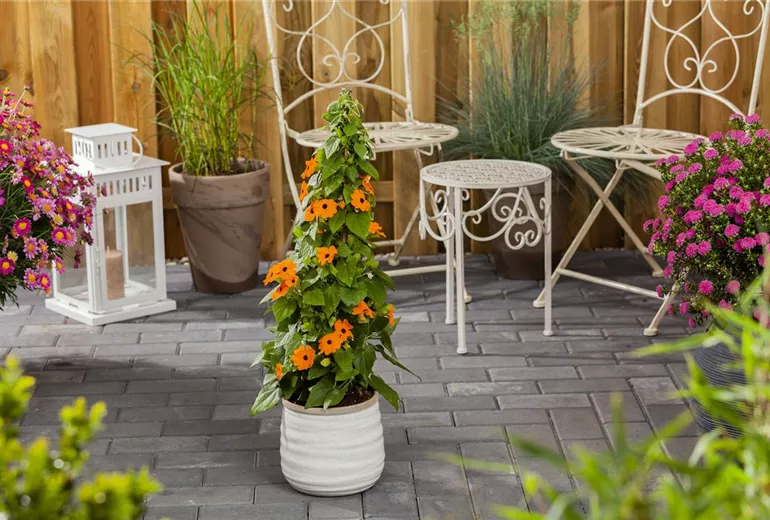 Thunbergia alata Thunbergia alata