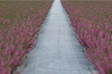 Was Sie über Unkrautschutzfolien wissen sollten Was Sie über Unkrautschutzfolien wissen sollten