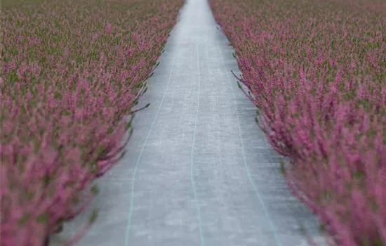 Was Sie über Unkrautschutzfolien wissen sollten Was Sie über Unkrautschutzfolien wissen sollten