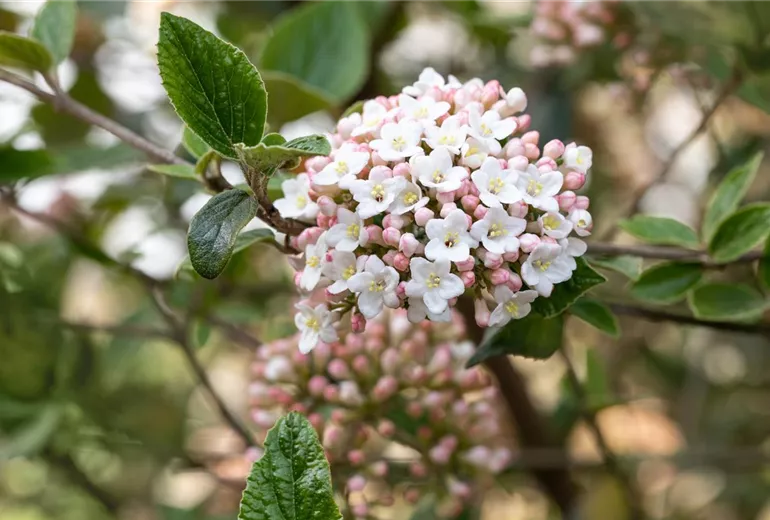 Viburnum x burkwoodii
