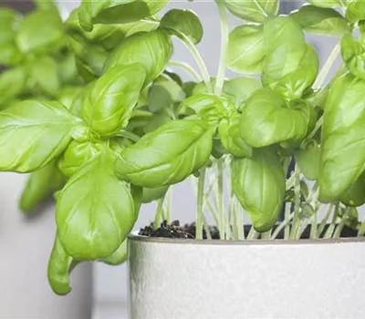 Basilikum auf der Fensterbank richtig pflegen Basilikum auf der Fensterbank richtig pflegen