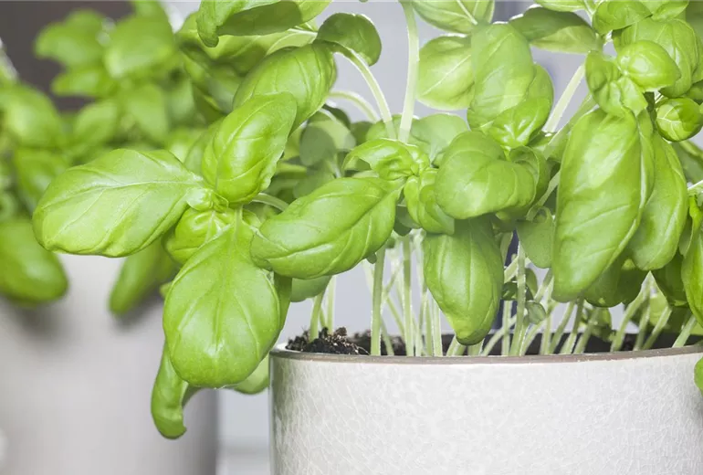 Ocimum basilicum