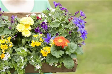 Dünger für Sommerblumen – der Extra-Kick für das Wachstum Dünger für Sommerblumen – der Extra-Kick für das Wachstum