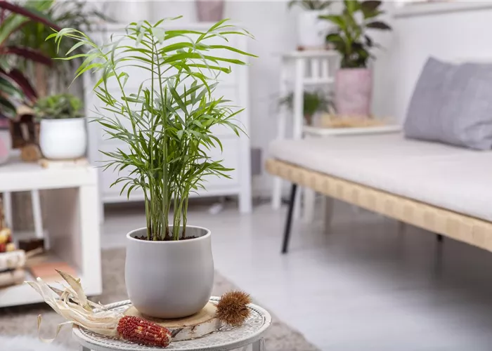 Wie versorge ich Zimmerpflanzen während eines kurzen Urlaubs?