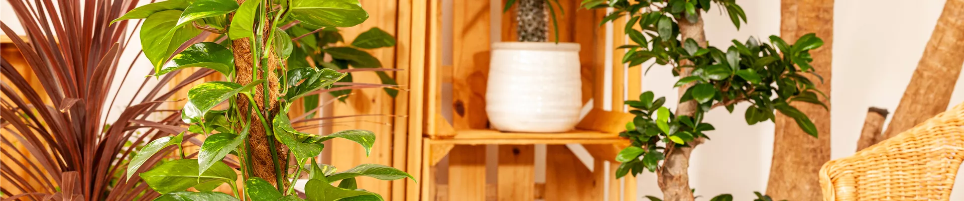 Philodendron scandens Philodendron scandens