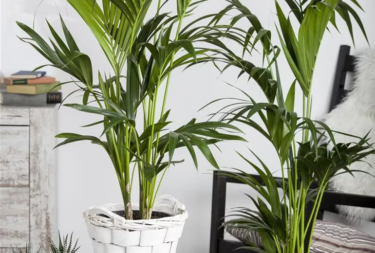 Howea forsteriana Howea forsteriana