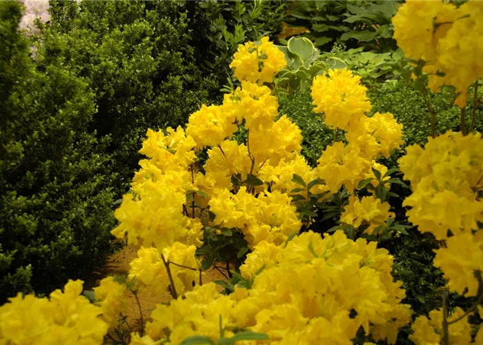 Die Sonne geht auf – Blumenbeet in Gelb und Orange