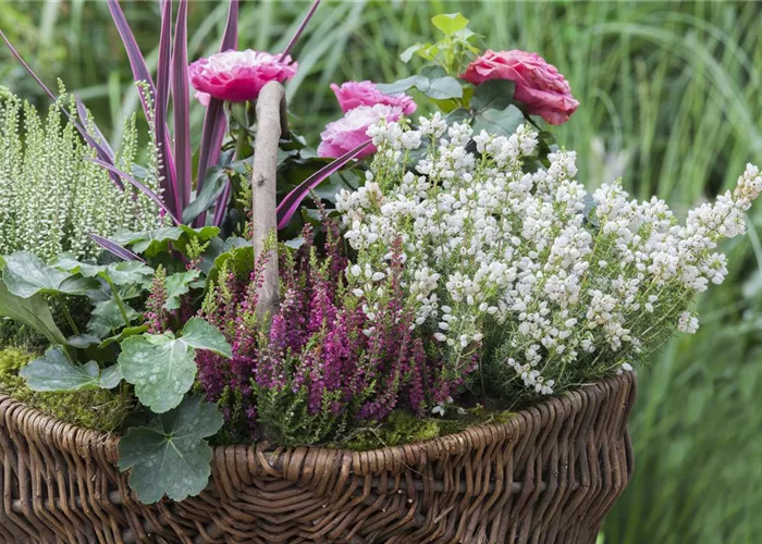 Blüten-Farben richtig kombinieren – eine Frage der Farbe