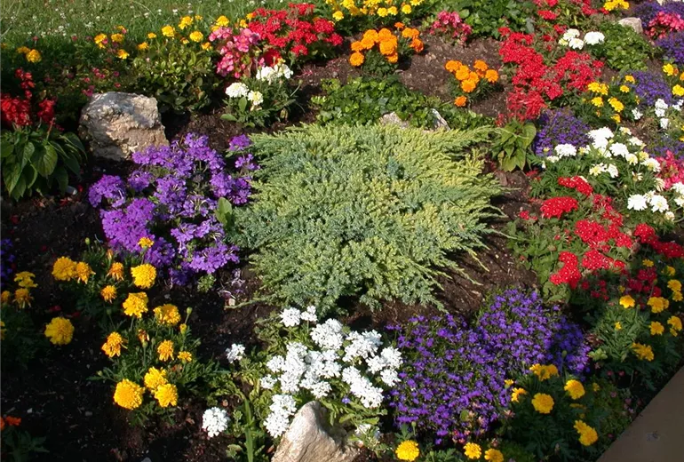 Juniperus horizontalis