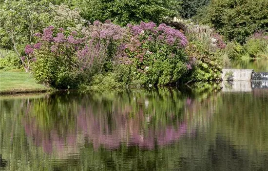 Natürliche Algenbekämpfung im Teich Natürliche Algenbekämpfung im Teich
