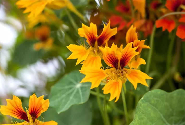 Tropaeolum majus 'Flamer Thrower Yellow'