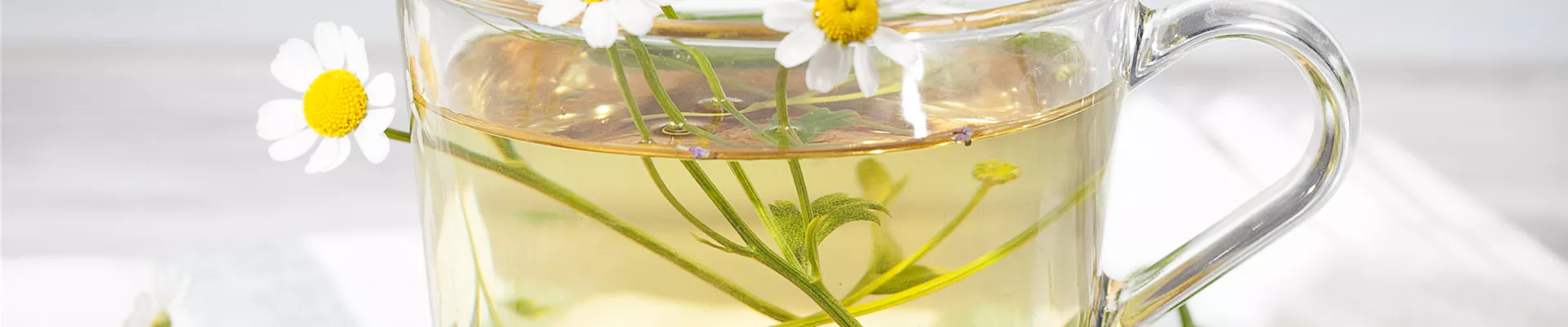 Matricaria recutita Matricaria recutita