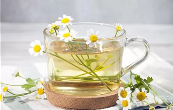 Wildkräuter, Speisepläne und Lebenslust – eine große Natürlichkeit kündigt sich an Wildkräuter, Speisepläne und Lebenslust – eine große Natürlichkeit kündigt sich an