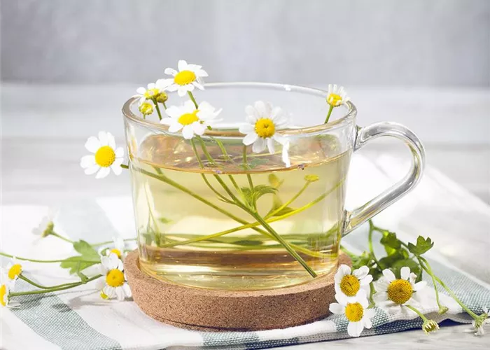 Wildkräuter, Speisepläne und Lebenslust – eine große Natürlichkeit kündigt sich an