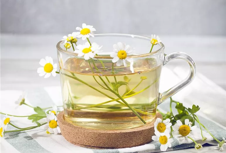 Matricaria recutita Matricaria recutita