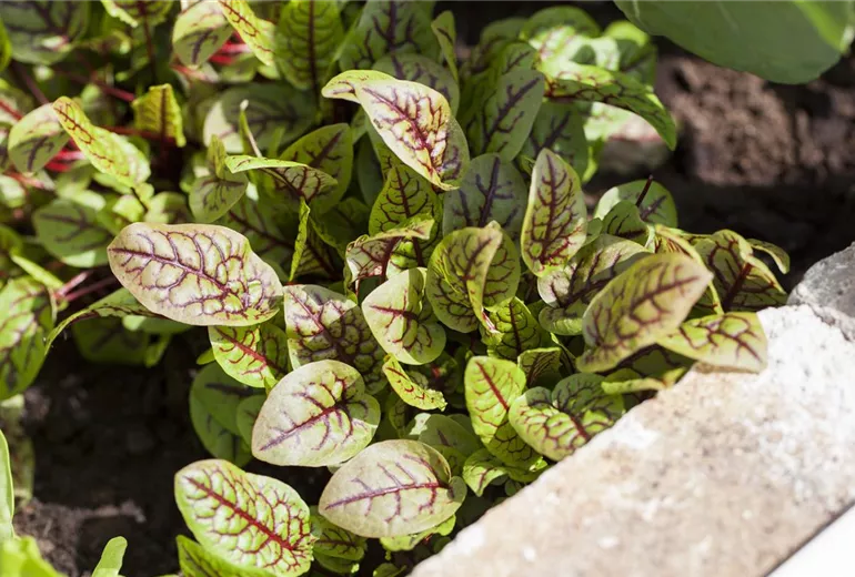 Rumex sanguineus Rumex sanguineus