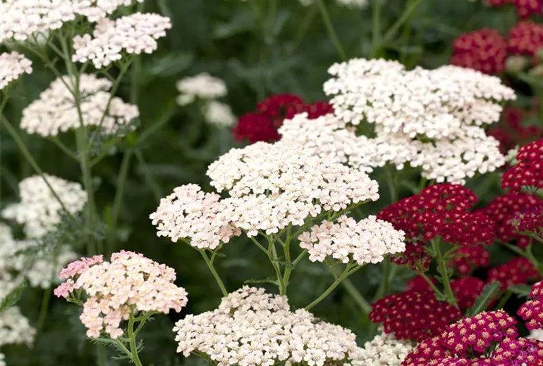 Achillea millefolium 'Apfelblüte' Achillea millefolium 'Apfelblüte'