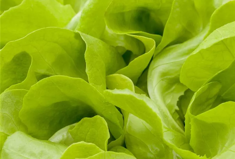 Lactuca sativa Lactuca sativa